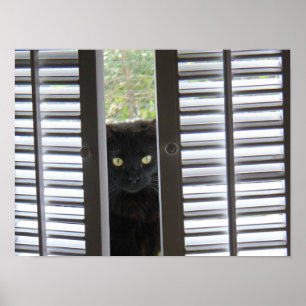 Peek-a-Boo子猫、Cat in the Window Poster ポスター