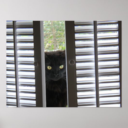 Peek-a-Boo子猫、Cat in the Window Poster ポスター (正面)