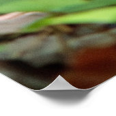 Peeking Chipmunk ポスター (角)