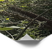 Peeking through the Trees Poster ポスター (角)