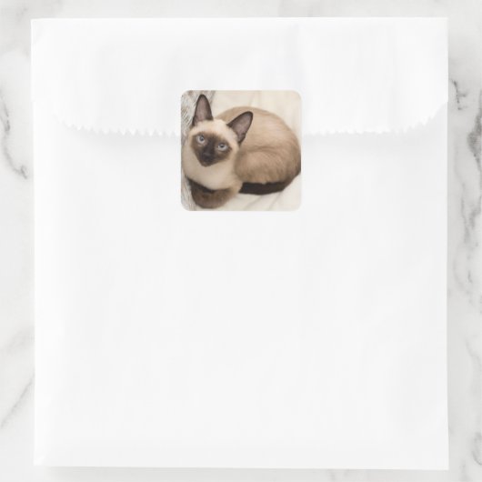 Pegatina de gato siamés スクエアシール (バッグ)