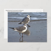 Peggy the One Footed Sea Gull of Galveston, TX ポストカード (正面/裏面)