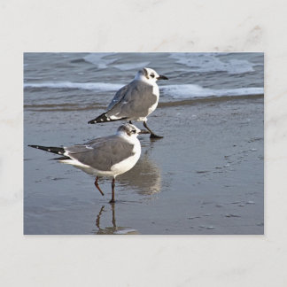 Peggy the One Footed Sea Gull of Galveston, TX ポストカード