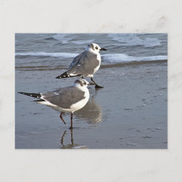Peggy the One Footed Sea Gull of Galveston, TX ポストカード