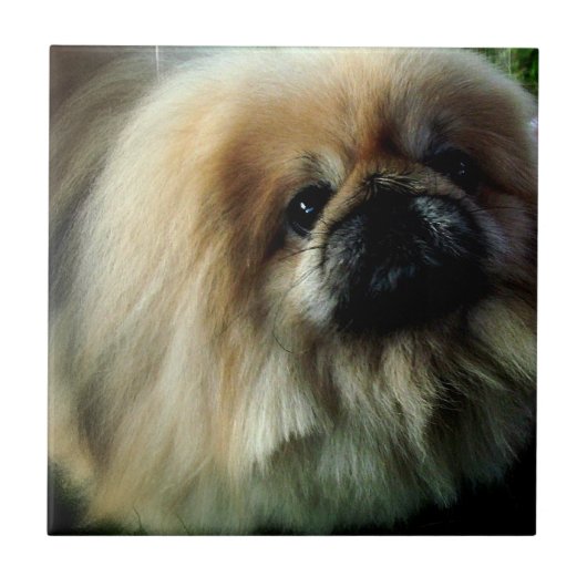 Pekingeseのかわいいタイル タイル (正面)