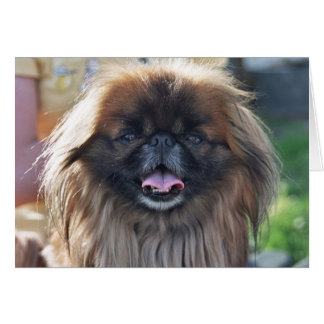 Pekingeseカード