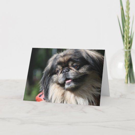 Pekingese犬の挨拶状 カード (正面)