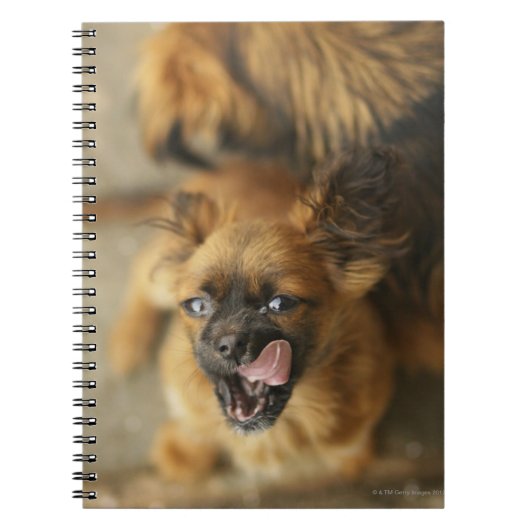 Pekingese犬 ノートブック (正面)