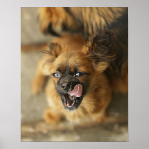 Pekingese犬 ポスター