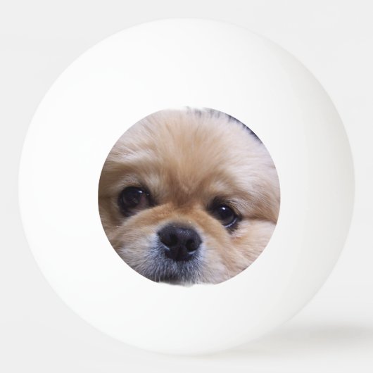 Pekingese犬 卓球ボール (裏面)