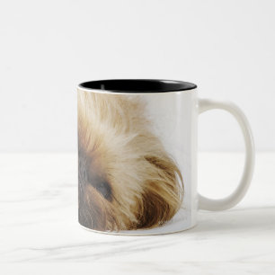 Pekingese犬、終わり ツートーンマグカップ