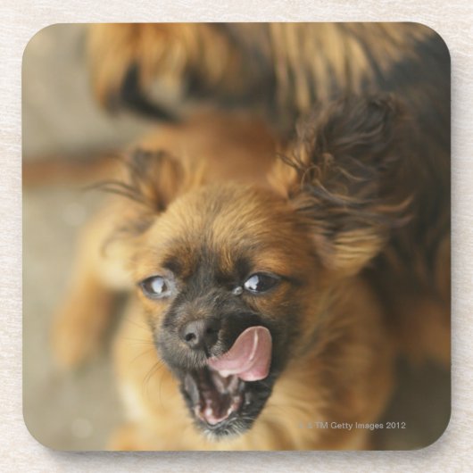 Pekingese 2匹の犬 コースター (正面)