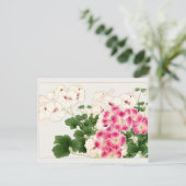 Pelargonium by Tanigami Konan ポストカード (スタンド正面)
