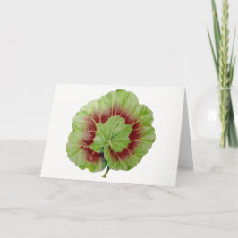 Pelargonium 'Geranium Leaf'グリーティングカード カード