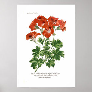 Pelargonium grandiflorum ポスター