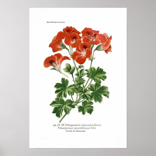 Pelargonium grandiflorum ポスター (正面)
