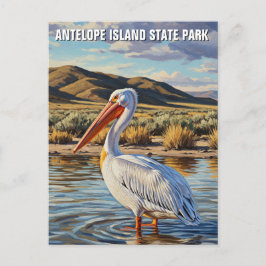 Pelican in Antelope Island State Park Utah ポストカード
