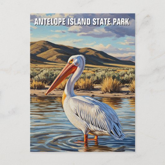 Pelican in Antelope Island State Park Utah ポストカード (正面)