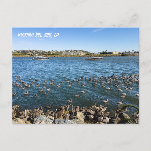 Pelicans Bask In Channel - Marina Del Rey, CA ポストカード (正面)