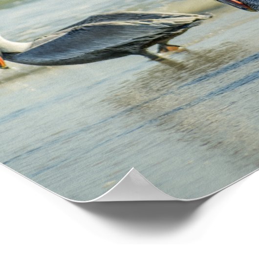 Pelicans on a Florida Beach Birds Archival ポスター (角)