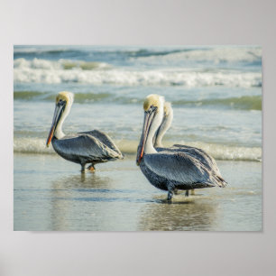 Pelicans on a Florida Beach Birds Archival ポスター