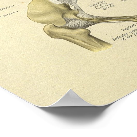 Pelvis Lumbar Joint Anatomy Bones Print ポスター (角)