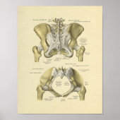 Pelvis Lumbar Joint Anatomy Bones Print ポスター (正面)