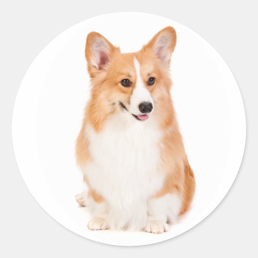 Pembrokeウェルシュコーギーシール ラウンドシール (正面)