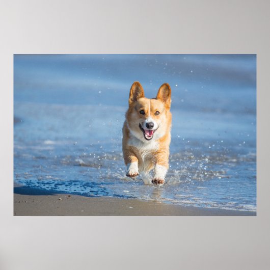 Pembroke Welsh Corgi Dog Running On The Beach ポスター (正面)