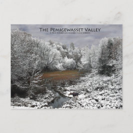 Pemigewasset Valleyはがき: Moose on Snowy Oxbow ポストカード