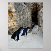Penguin Beach House, ポスター (正面)