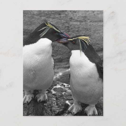 Penguin Colour Splash シーズンポストカード (正面)