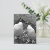 Penguin Colour Splash ポストカード (スタンド正面)