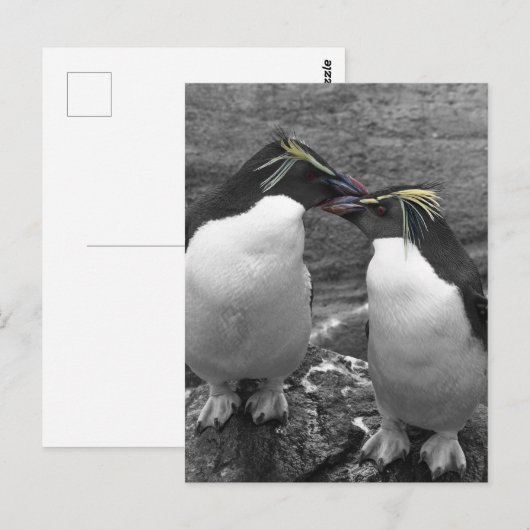 Penguin Colour Splash ポストカード (正面/裏面)