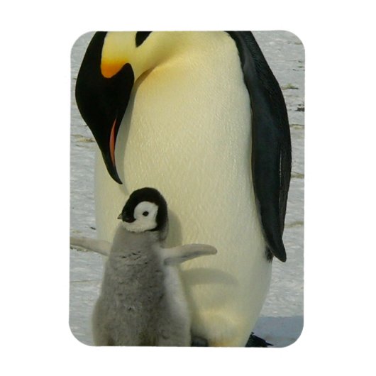 Penguin Looking at Chick マグネット (縦)