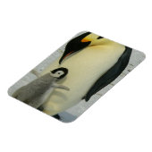 Penguin Looking at Chick マグネット (左側)