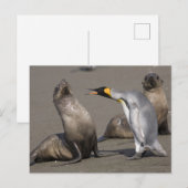 Penguin Telling | 南極大陸・サウスジョージアイランド ポストカード (正面/裏面)