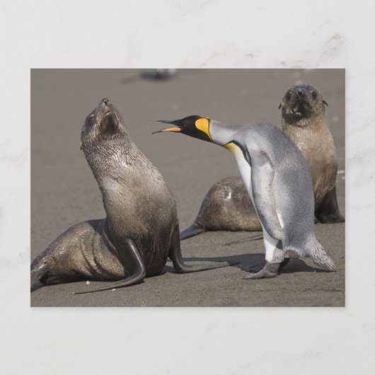 Penguin Telling | 南極大陸・サウスジョージアイランド ポストカード (正面)