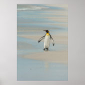 Penguin walking on the beach ポスター (正面)