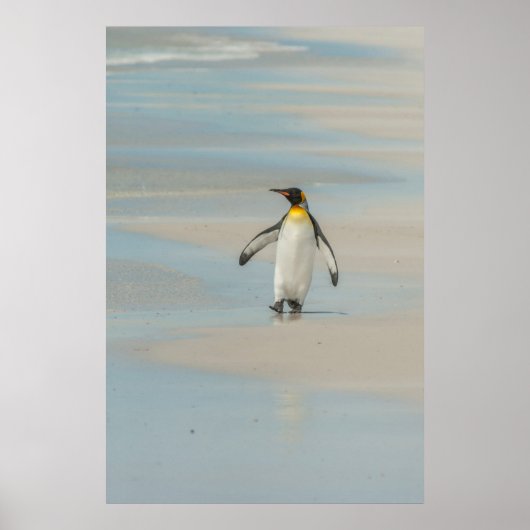Penguin walking on the beach ポスター (正面)