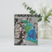 Penguins collage ポストカード (スタンド正面)