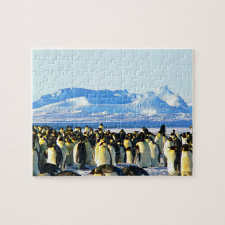 Penguins  jigsaw puzzle ジグソーパズル