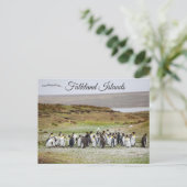Penguins on Falkland Islands ポストカード (スタンド正面)