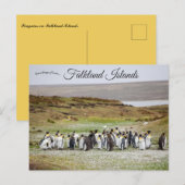 Penguins on Falkland Islands ポストカード (正面/裏面)