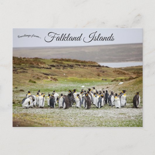 Penguins on Falkland Islands ポストカード (正面)