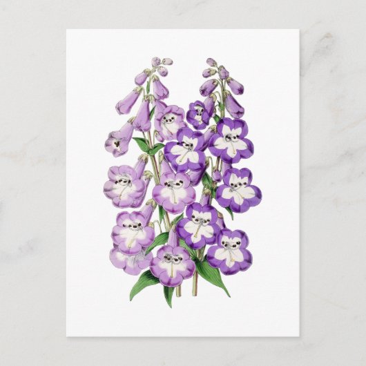 Penstemon Vintage Botanical Postcard ポストカード (正面)