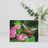 Pentas 1ポストカードのクリッパー ポストカード (スタンド正面)