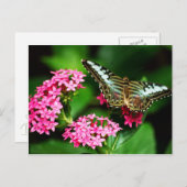 Pentas 1ポストカードのクリッパー ポストカード (正面/裏面)