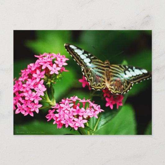 Pentas 1ポストカードのクリッパー ポストカード (正面)