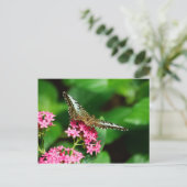 Pentas 2ポストカードのクリッパー ポストカード (スタンド正面)